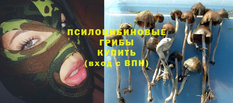 Псилоцибиновые грибы Psilocybe  omg ТОР  Козьмодемьянск 